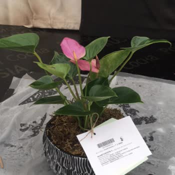 ÇiçekSepeti Tekrarlanan Kötü Çiçek Sorunu