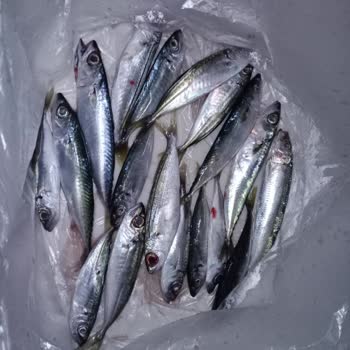 Korkmazlar Balıkçılık Karışık Balık Veriyorlar