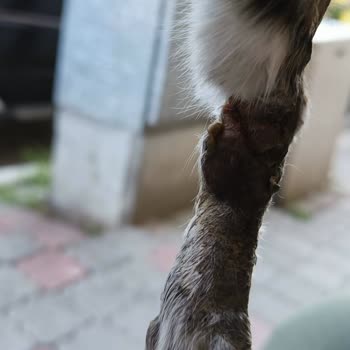 Nazilli Belediyesi Hayvan Barınak Ve Veteriner Bolumu