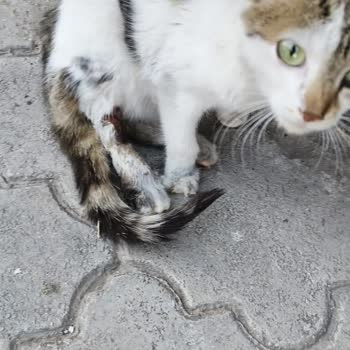 Nazilli Belediyesi Hayvan Barınak Ve Veteriner Bolumu