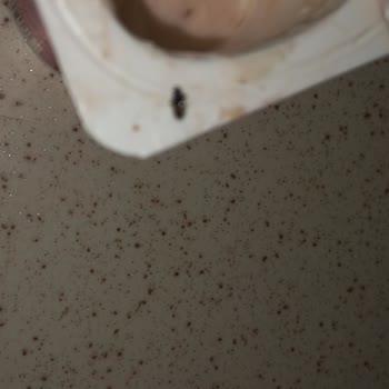 Danone Tikveşli BİM 2Lİ Dost Meyveli Yoğurt Ve Böcek