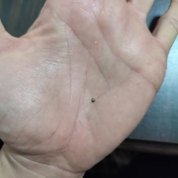 Lays Taş Ve Yanmış Patatesler