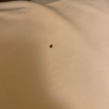 Asia City Hotel Otel Odası Böcek