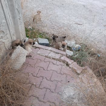 Karatay Belediyesi Mahalledeki Sokak Köpekleri Ve Belediye İlgisizliği Hakkında Şikayet