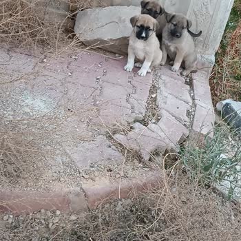 Karatay Belediyesi Mahalledeki Sokak Köpekleri Ve Belediye İlgisizliği Hakkında Şikayet
