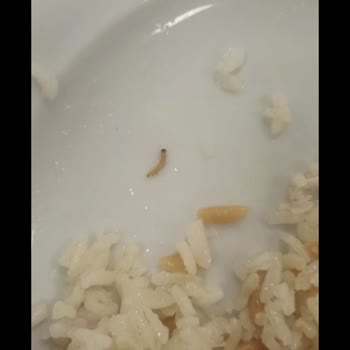 Kredi ve Yurtlar Kurumu Uluşehir Kız Yurdu Kurtlu Yemekler