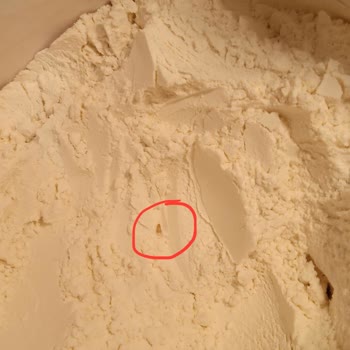 Söke Unda Kurt Çıkması