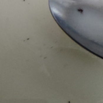 BİM Dost Sütün İçindeki Böcekler