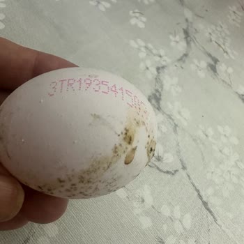 A101 Üzeri Küflü Yumurtalar. Şirin Marka