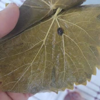 Erbaa_tadim_yaprak (Instagram) Paketlenmiş Yapraklarda Kalite Sorunları Ve Müşteri Şikayetleri