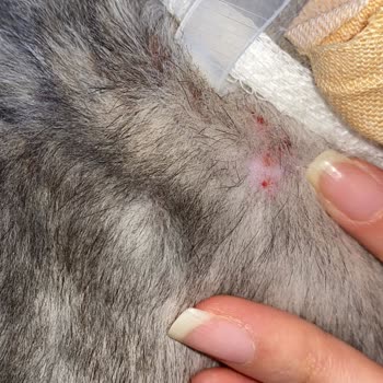 Düzce Veteriner Tip Merkezi Veterinerlik Hizmetinde Fiyasko