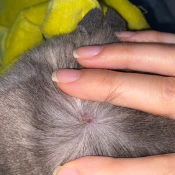 Düzce Veteriner Tip Merkezi Veterinerlik Hizmetinde Fiyasko