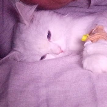 Topkapı Fatih Veteriner Kedime Fazla Narkoz Verdiler 2 Haftadır Kötü Halde