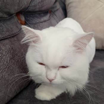 Topkapı Fatih Veteriner Kedime Fazla Narkoz Verdiler 2 Haftadır Kötü Halde