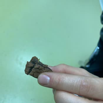 Ülker Bisküvinin İçinden Saman Parçası Çıktı