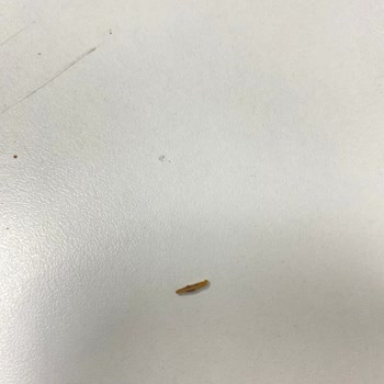 Ülker Bisküvinin İçinden Saman Parçası Çıktı