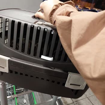 File Market Hayvan Severliğiniz Harika