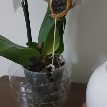 Çiçek Sepeti'nin Fi Flowers Satıcısı