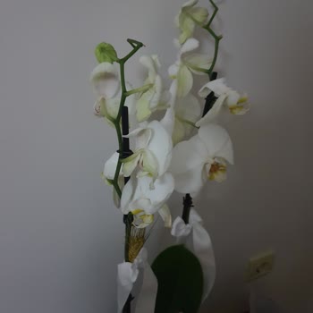 Çiçek Sepeti'nin Fi Flowers Satıcısı