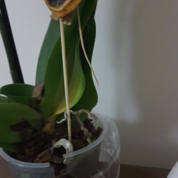 Çiçek Sepeti'nin Fi Flowers Satıcısı