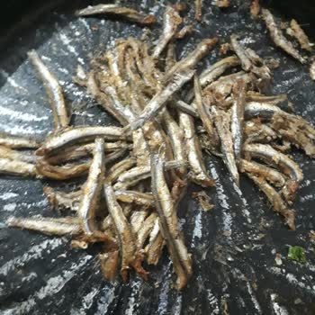 Torik Balıkçılık Hamsi Bayat Ve Acı