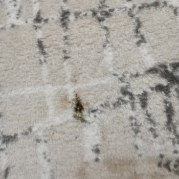 Mis Halı Yıkama İskenderun Mis Halı Ve Koltuk Yıkama Halılarımızı Çamurlu Teslim Etti