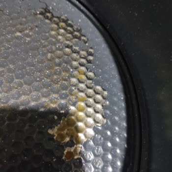 Schafer Kek Kalıbımın Kaplaması Sokuluyor