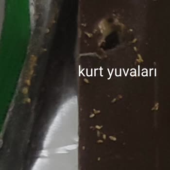 Beyoğlu Çikolata Çikolatamda Kurt Şoku!