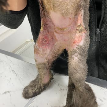 Pati Place Veteriner Kliniği Kedimin Ölümünden Sorumlular