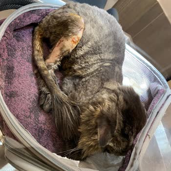 Pati Place Veteriner Kliniği Kedimin Ölümünden Sorumlular