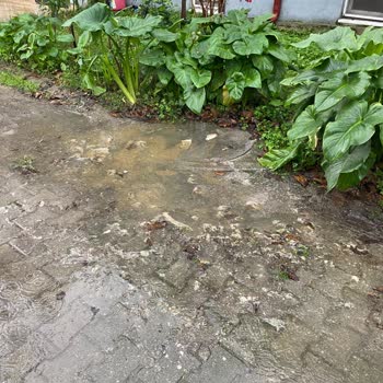 Adapazarı Belediyesi Halk Sağlığı Sorunu