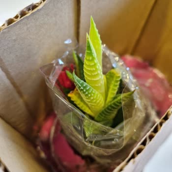 ÇiçekSepeti Solmuş Kötü Kaktüs Gönderimi