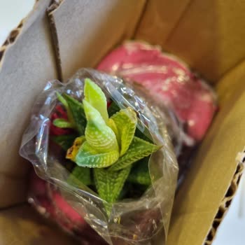 ÇiçekSepeti Solmuş Kötü Kaktüs Gönderimi