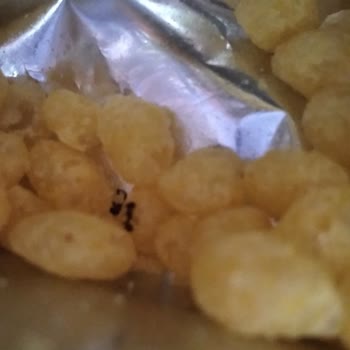 Cheetos Mısırın İçinden Karınca Çıktı!