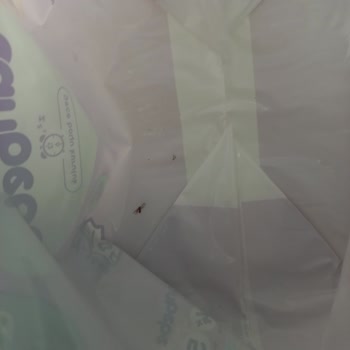Canbebe Bebek Bezinde Örümcek Ölüsü Çıktı