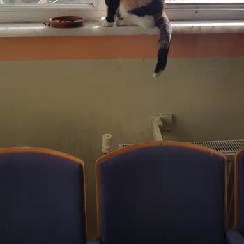 İstanbul İl Sağlık Müdürlüğü Tarabya Aile Hekimliğinde Hayvan Besleniyor.