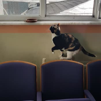 İstanbul İl Sağlık Müdürlüğü Tarabya Aile Hekimliğinde Hayvan Besleniyor.