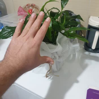 Çiçek Market, İnternet Alışverişim Tam Bir Pişmanlıkla Sonuçlandı