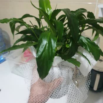 Çiçek Market, İnternet Alışverişim Tam Bir Pişmanlıkla Sonuçlandı