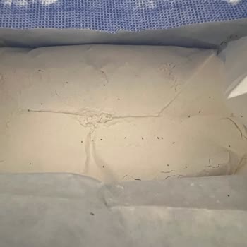 Qualitätsprobleme bei Bim: Mehlmottenbefall trotz trockener Lagerung