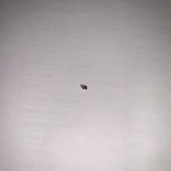 Tamek Marka Kavanoz Reçelin İçerisinden Taş Çıktı