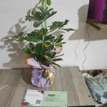 ÇiçekSepeti Çiçekler Karıştırılmış Ancak Satıcı Hatasını Düzeltmiyor