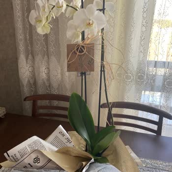 ÇiçekSepeti Çiçekli Ve Vurdumduymaz