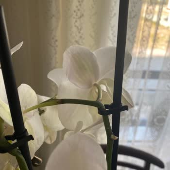 ÇiçekSepeti Çiçekli Ve Vurdumduymaz