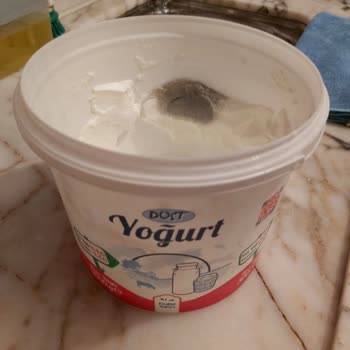 Dost Süt Dost Yoğurt Küfleniyor.