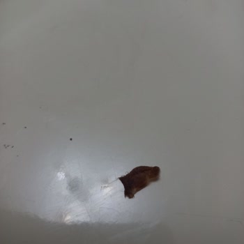 Özsüt S**** U*** Donmuş Pastanın İçinden Karton Parçalar Çıktı!