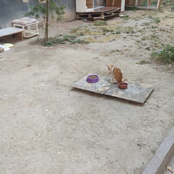 Şehzadeler Belediyesi Hayvan Hakları Temizlik Bakım Beslenme