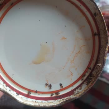 İpek Salça Salçam Da Kurtçuklar Var