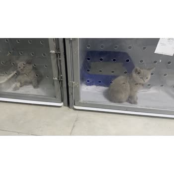 Kedipet Hasta Kedileri Sattılar