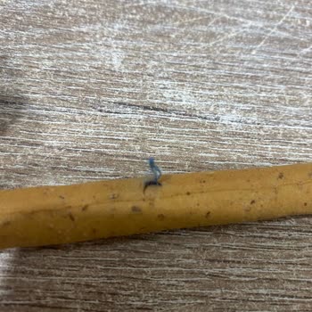 Ülker Grissini'de Şaşırtan Mavi Tüy!